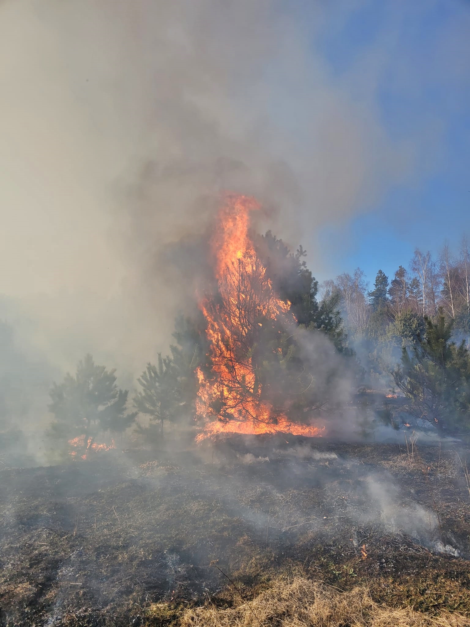 Na zdjęciu pożar drzewa.