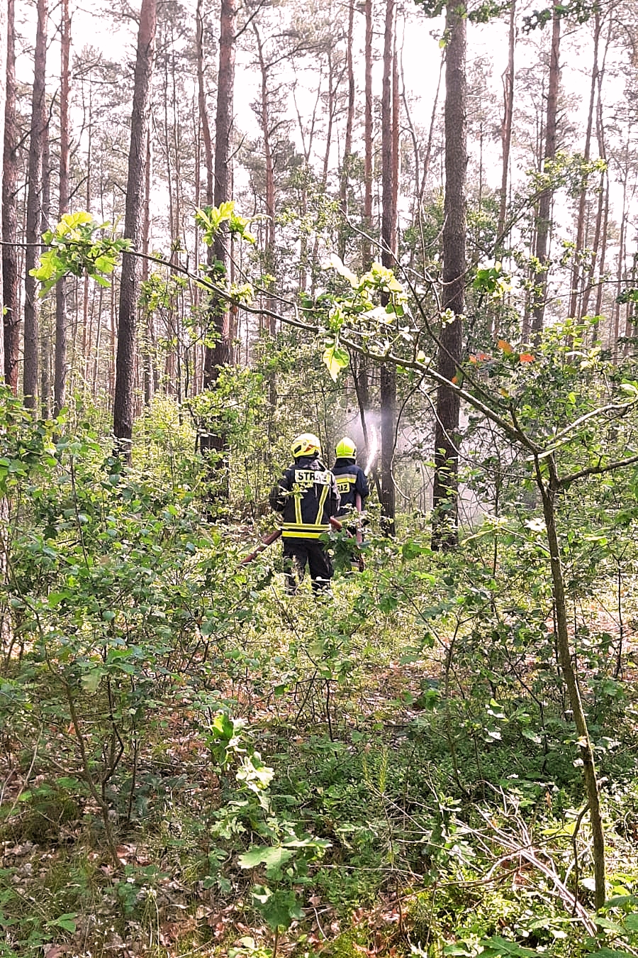 Las w którym dwóch strażaków (widok z tyłu) podaje wodę z węża pożarniczego na drzewa