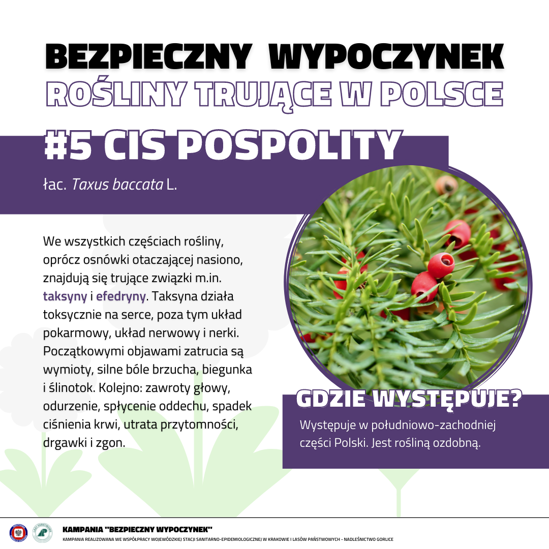 Rośliny trujące 5 CIS POSPOLITY