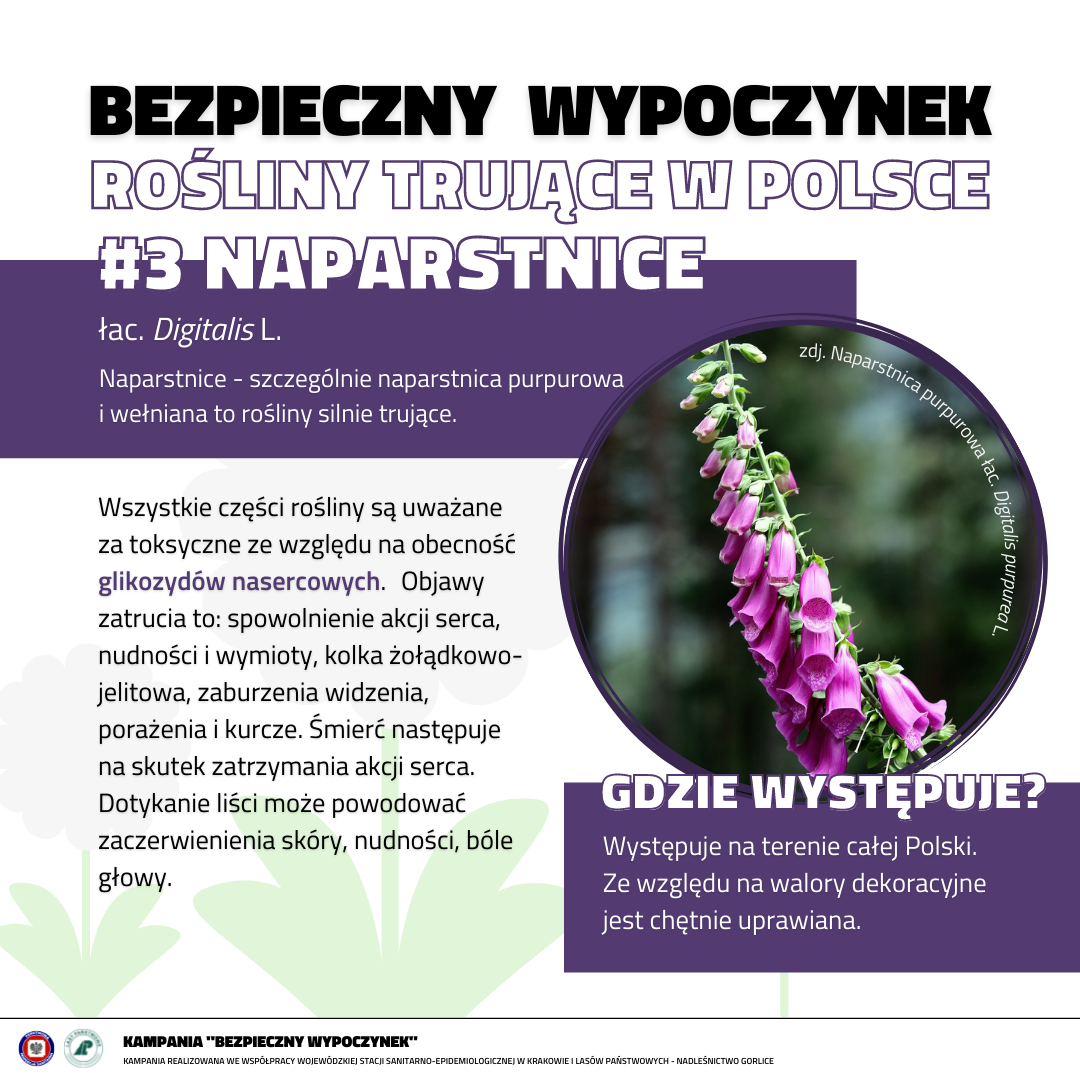 Rośliny trujące 3 NAPARSTNICE