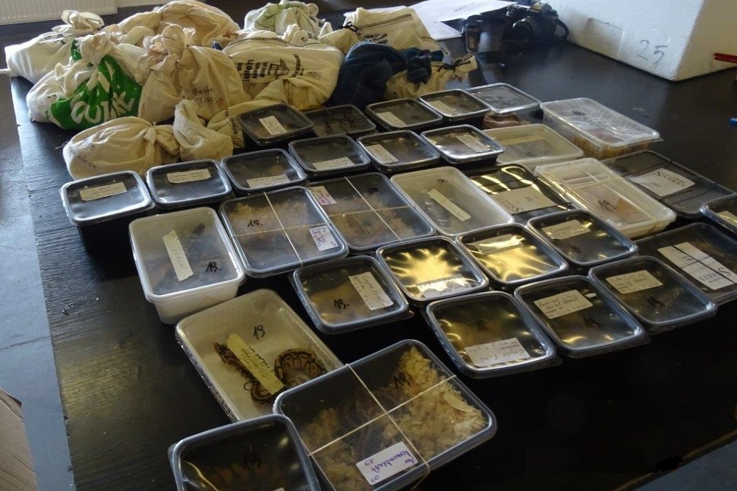 pudełka z okazami chronionych zwierząt