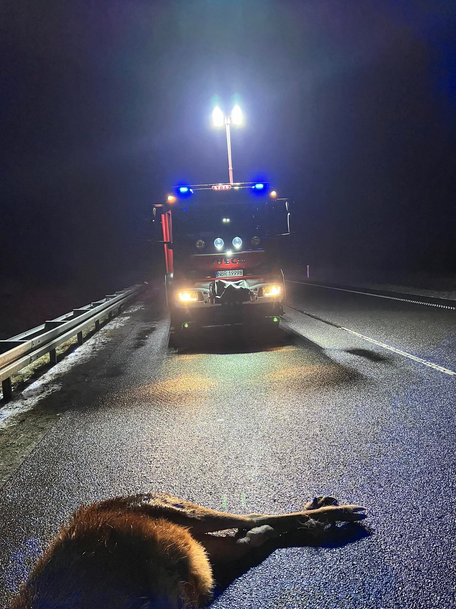 Zderzenie opla z łosiem