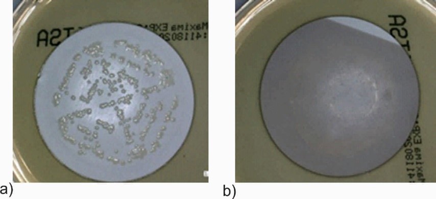 Efekt bakteriobójczy wobec Escherichia coli membran pokrytych powłoką TiO2+AgO (b) w porównaniu z membraną niemodyfikowaną (a). 