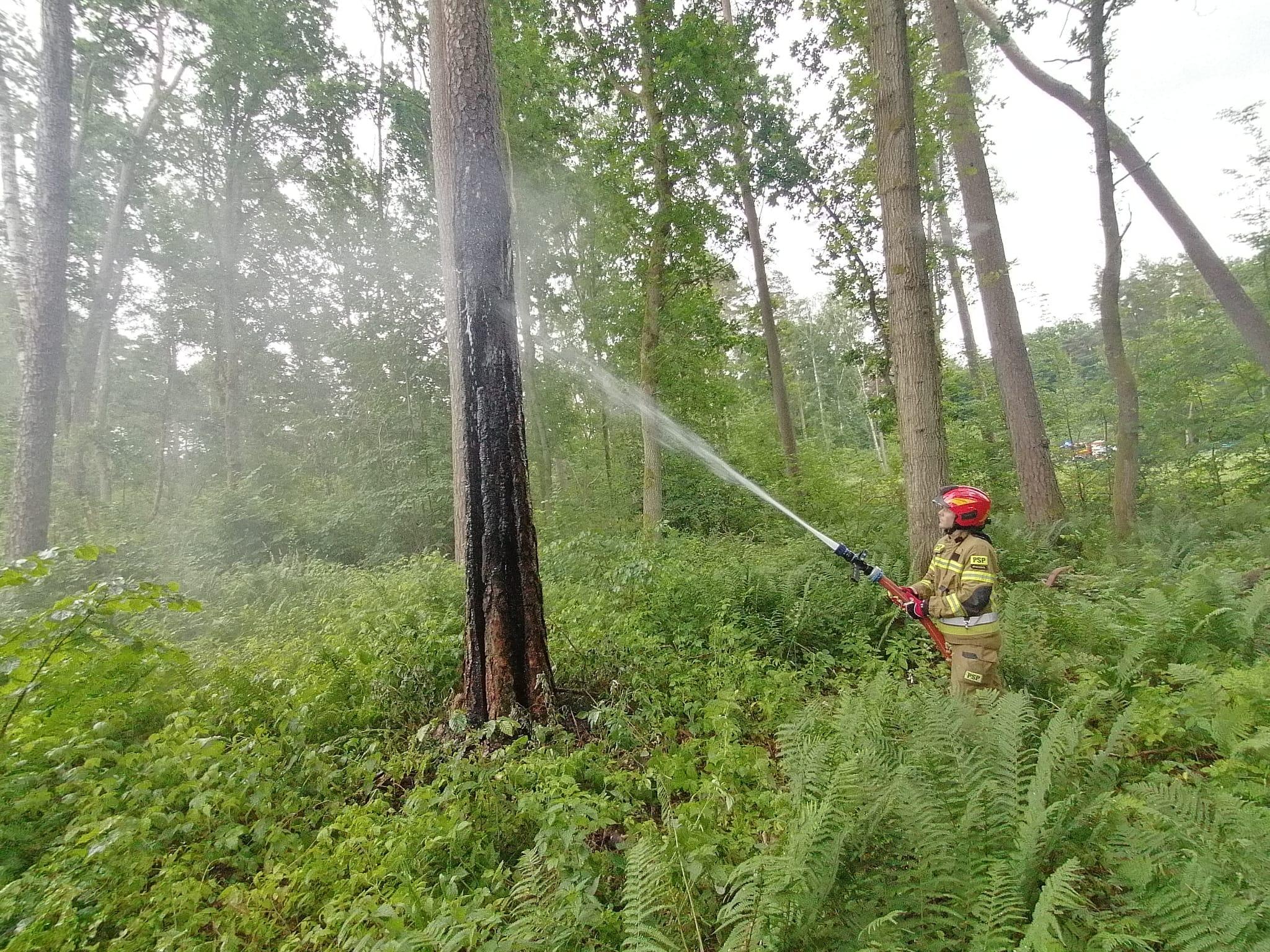 Pożar drzewa efektem nocnej burzy – gm. Braniewo