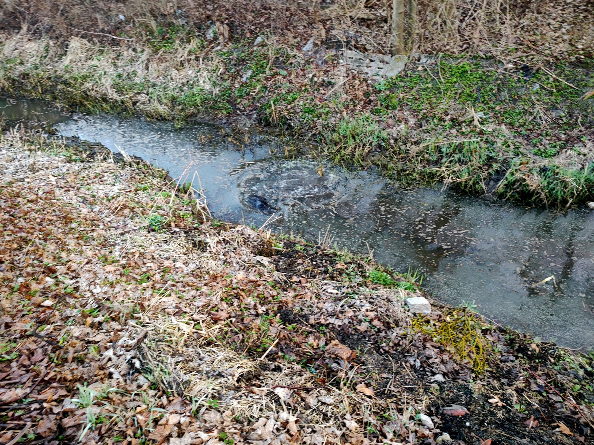 Strażacy uwolnili bobra – Braniewo