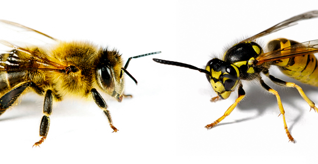 owady błonkoskrzydłe