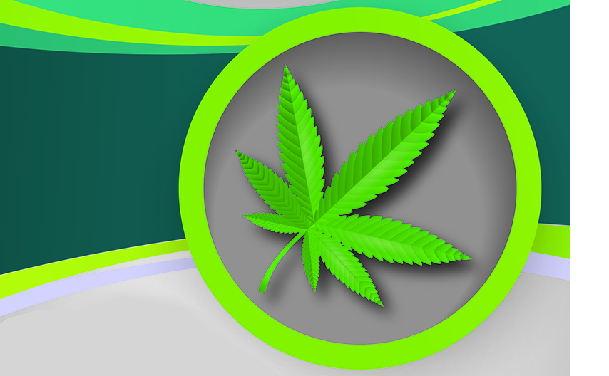 Zdjęcie prezentuję liść konopii