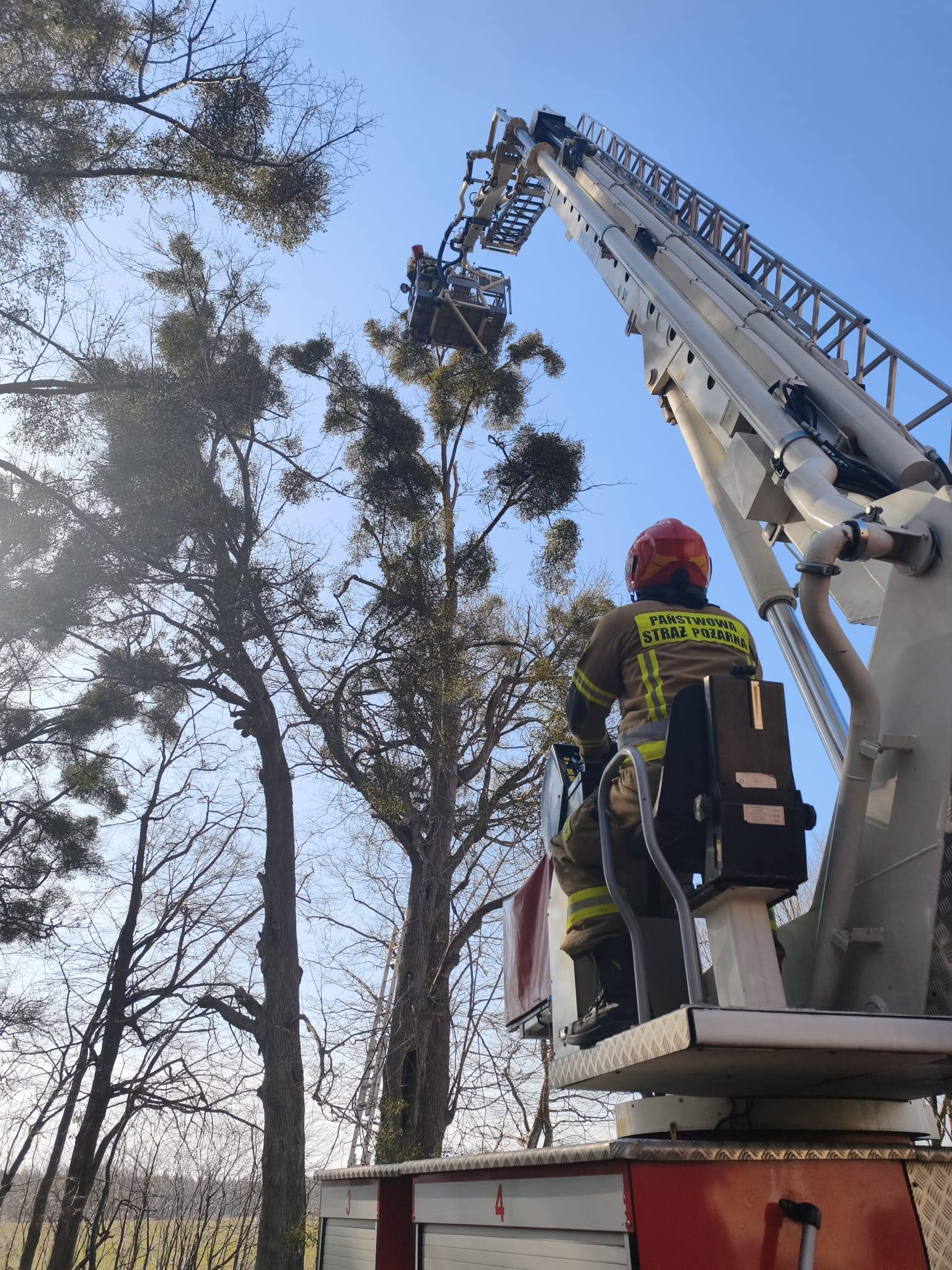 Strażacy podnośnikiem ściągnęli kota – Biedkowo gm. Frombork