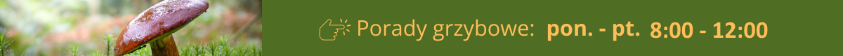 Na zielonym tle napis porady grzybowe: pon. - pt. 8:00 -12:00