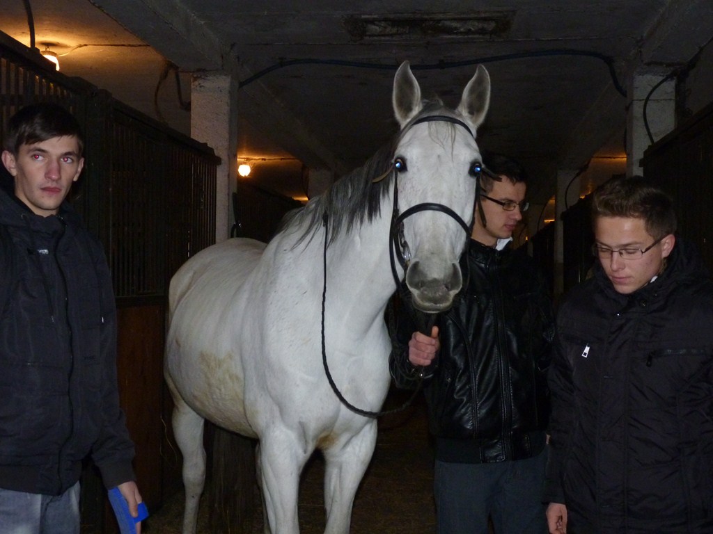 ZAJĘCIA PRAKTYCZNE W STADNINIE KONI W WALEWICACH
