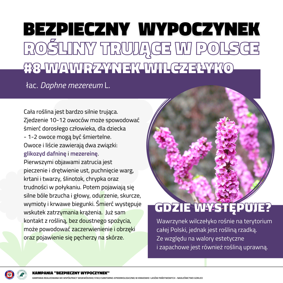 Rośliny trujące 8 WAWRZYNEK WILCZEŁYKO