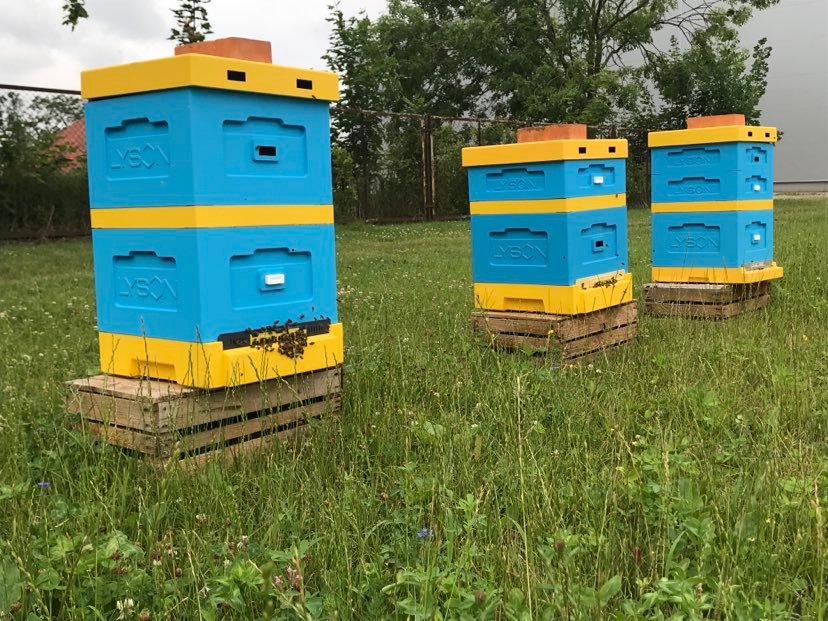 Zduńska Dąbrowa dba o bioróżnorodność