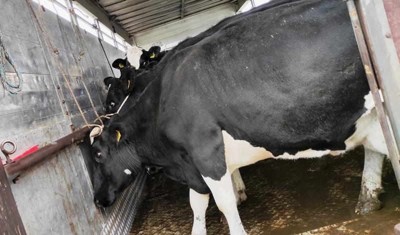Przewożone krowy nie powinny być przywiązane za rogi.