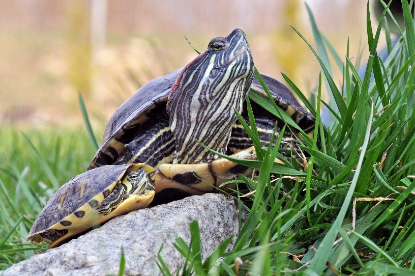 Żółw ozdobny (B. Gorzkowski)
