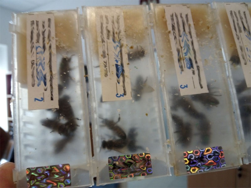 plastikowe opakowania z pszczołami zatrzymanymi na granicy w Dorohusku