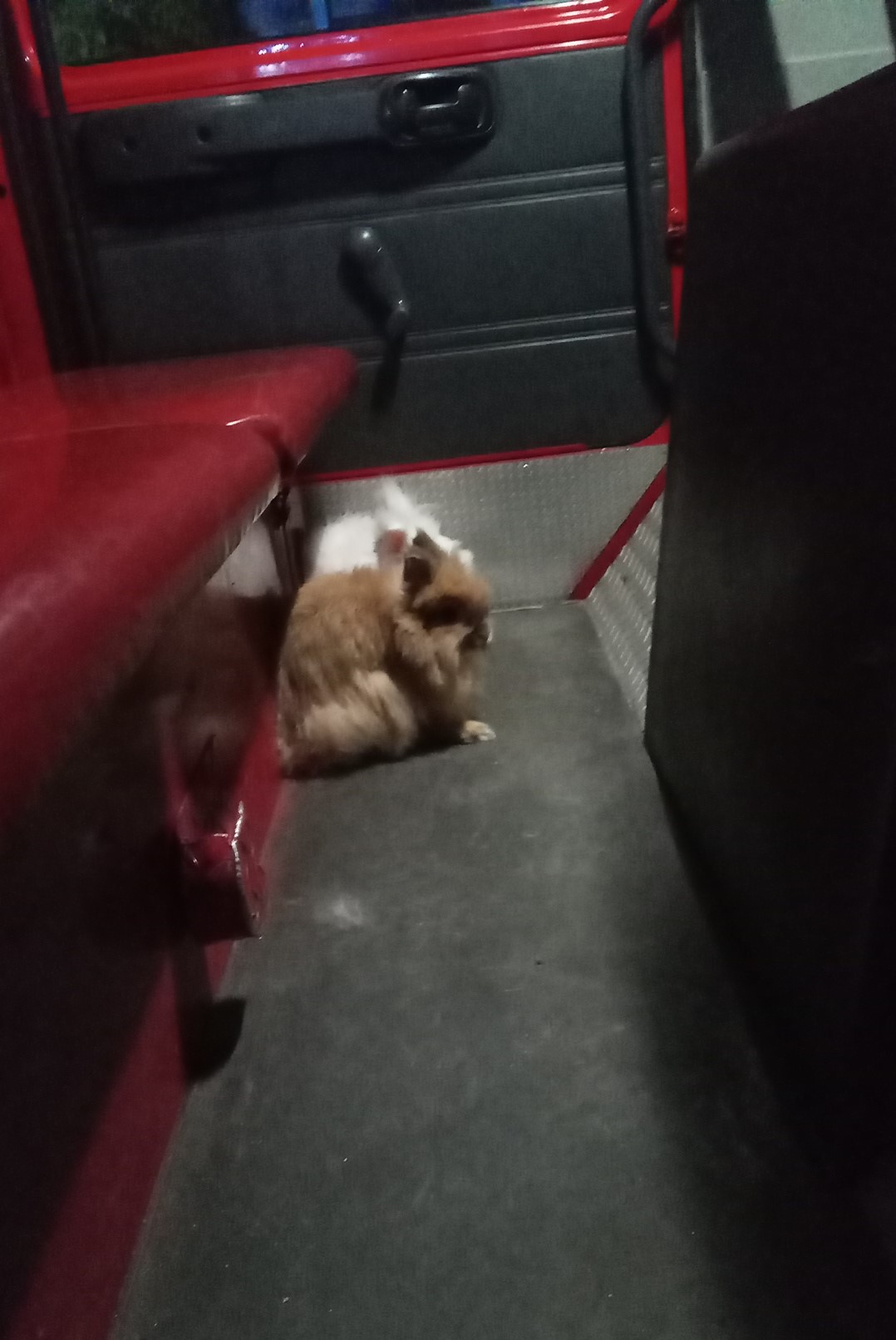 W strażackim pojeździe na podłodze siedzi mały brązowy pies ewakuowany z płonącego mieszkania.