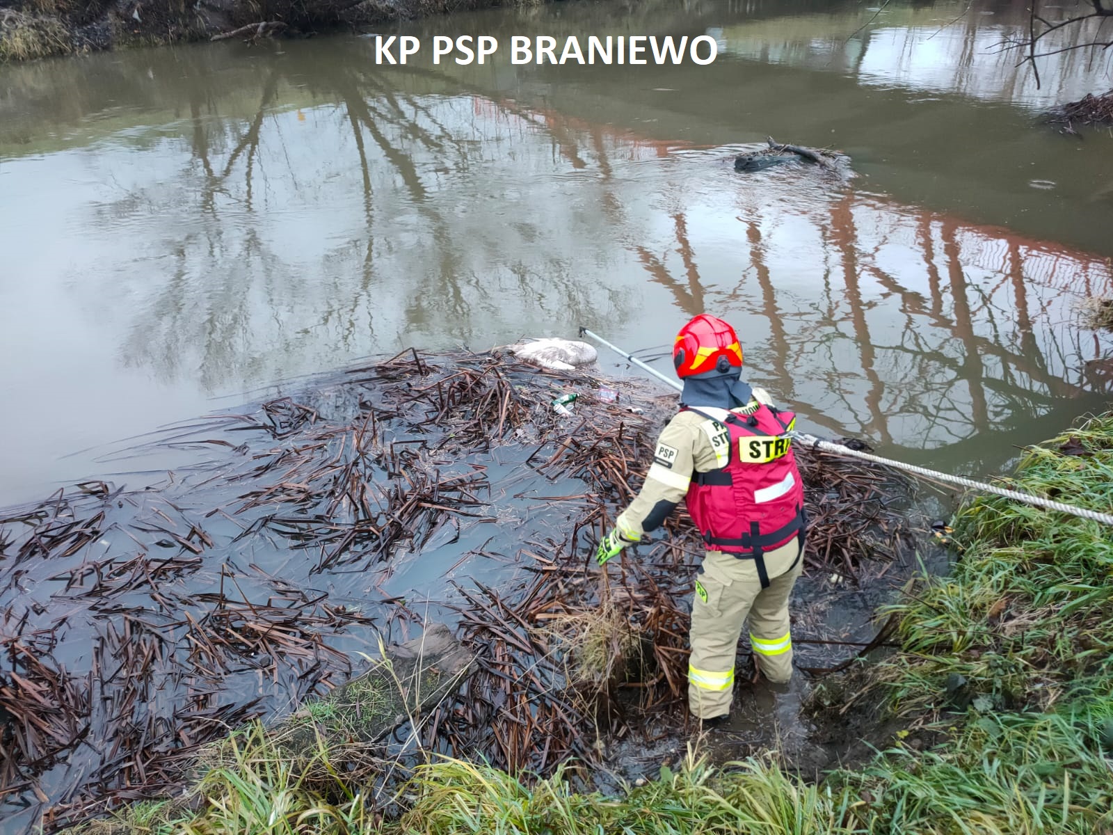 Strażacy wyłowili martwe łabędzie