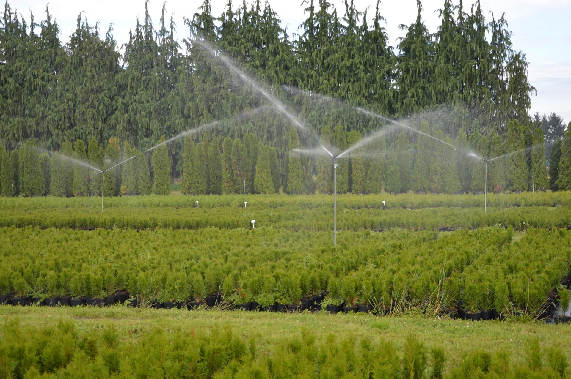 Zautomatyzowane podlewanie roślin na polu