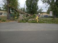 konar drzewa Bielsko