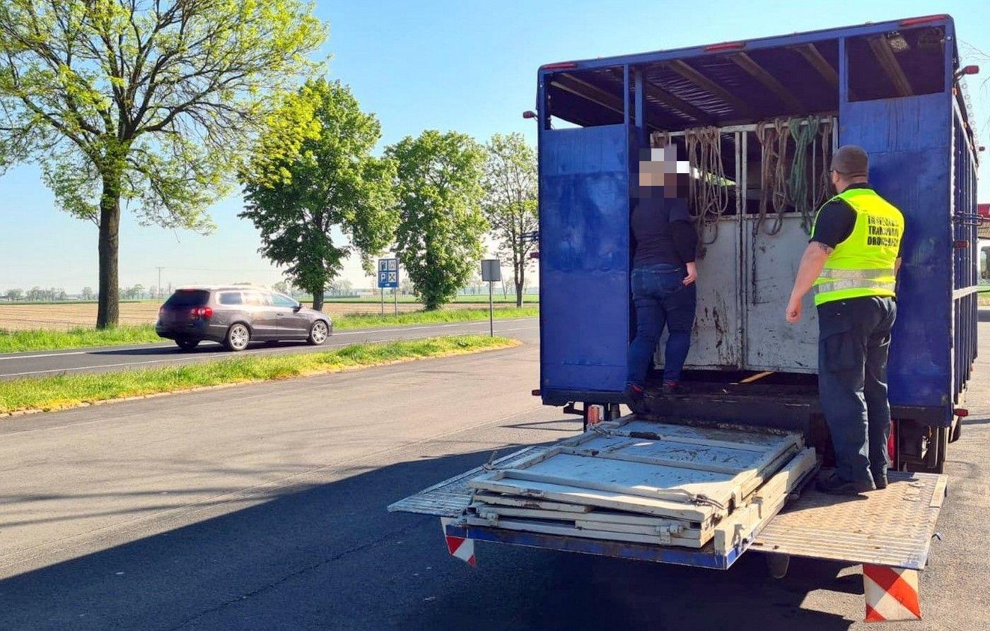Inspektor kontroluje ciężarówkę przewożącą zwierzęta.