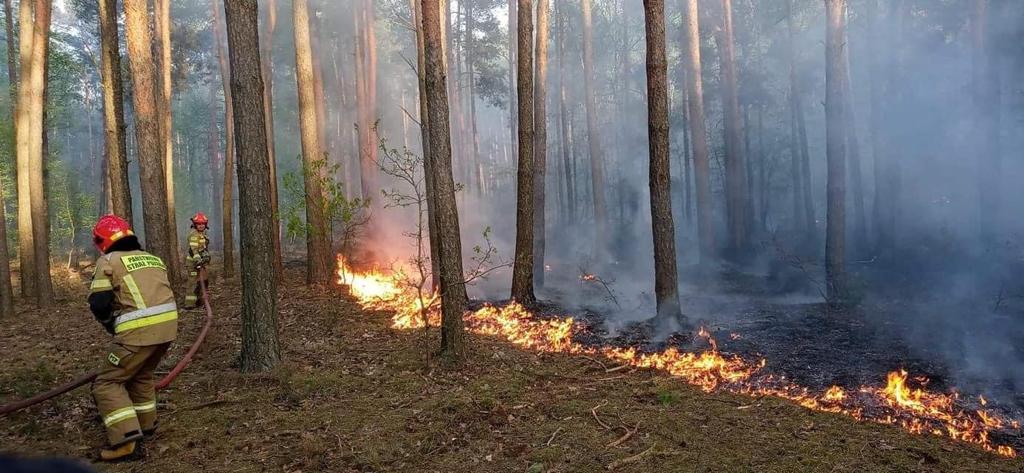 Dwóch strażaków podczas gaszenia pozaru lasu