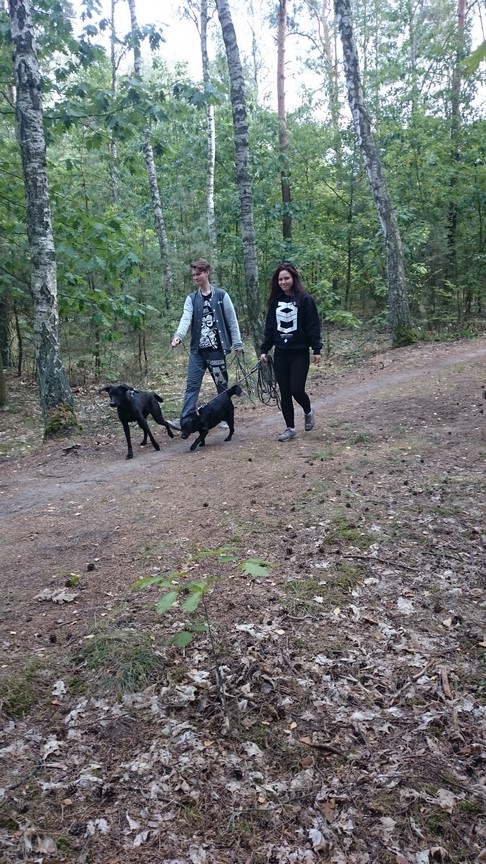 WOLONTARIAT W SCHRONISKU DLA PSÓW