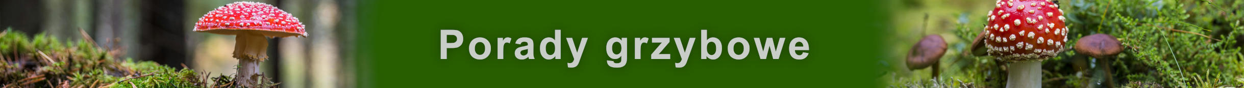 Porady grzybowe