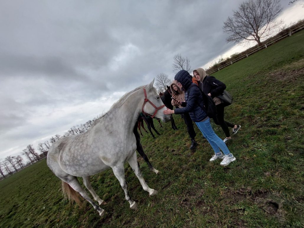 Zajęcia praktyczne w Stadninie Koni w Walewicach