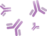 5.4.Ilustracja: przeciwciała przedstawione w kształcie litery Y w kolorze fioletowym