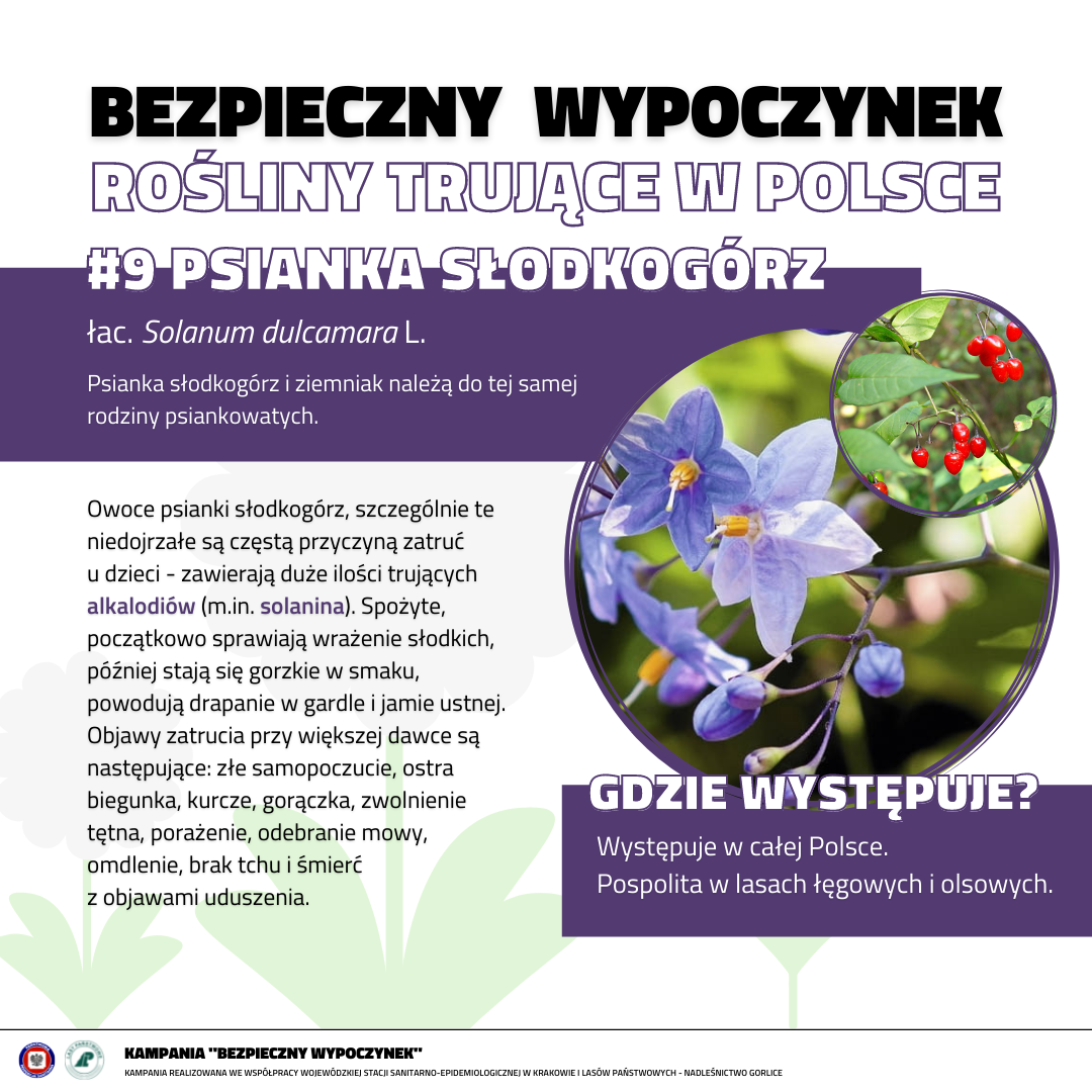 Rośliny trujące 9 PSIANKA SŁODKOGÓRZ