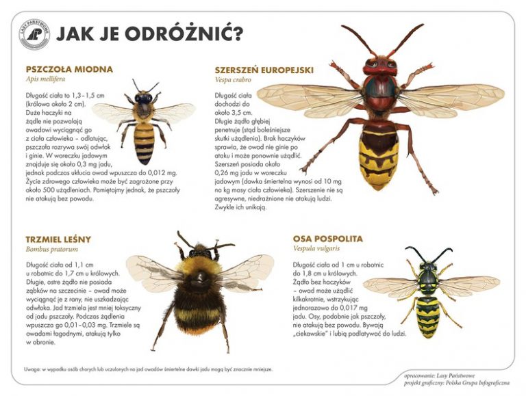 jak odróżnić owady błonkoskrzydłe