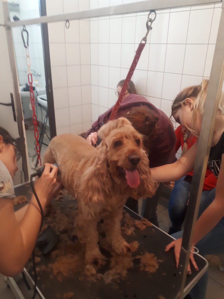 UCZNIOWIE ZE ZDUŃSKIEJ DĄBROWY ZDOBYLI KWALIFIKACJE GROOMERSKIE