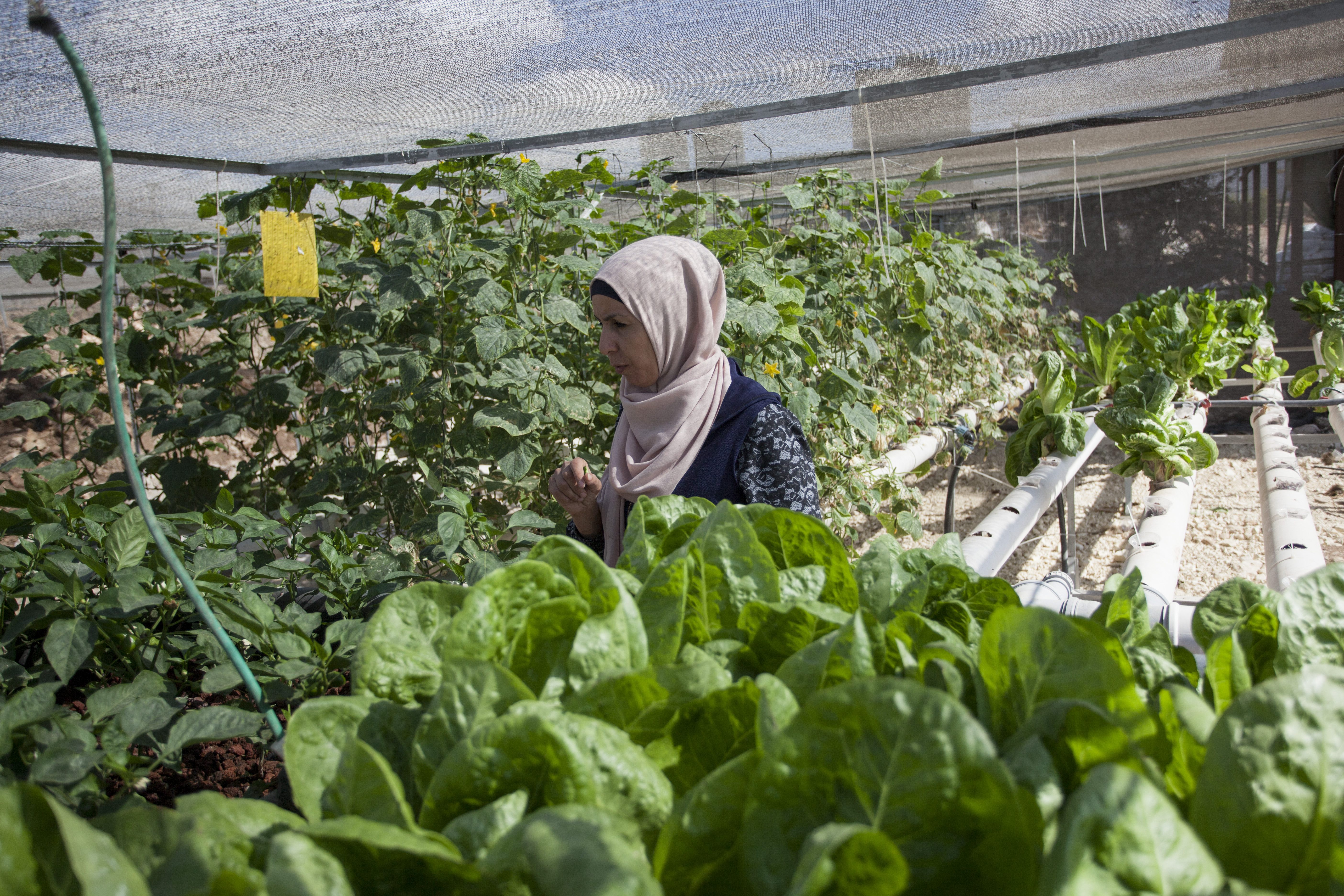 Uprawa sałaty w Palestynie