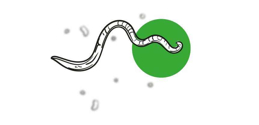 Ilustracja przestawiająca pasożyta