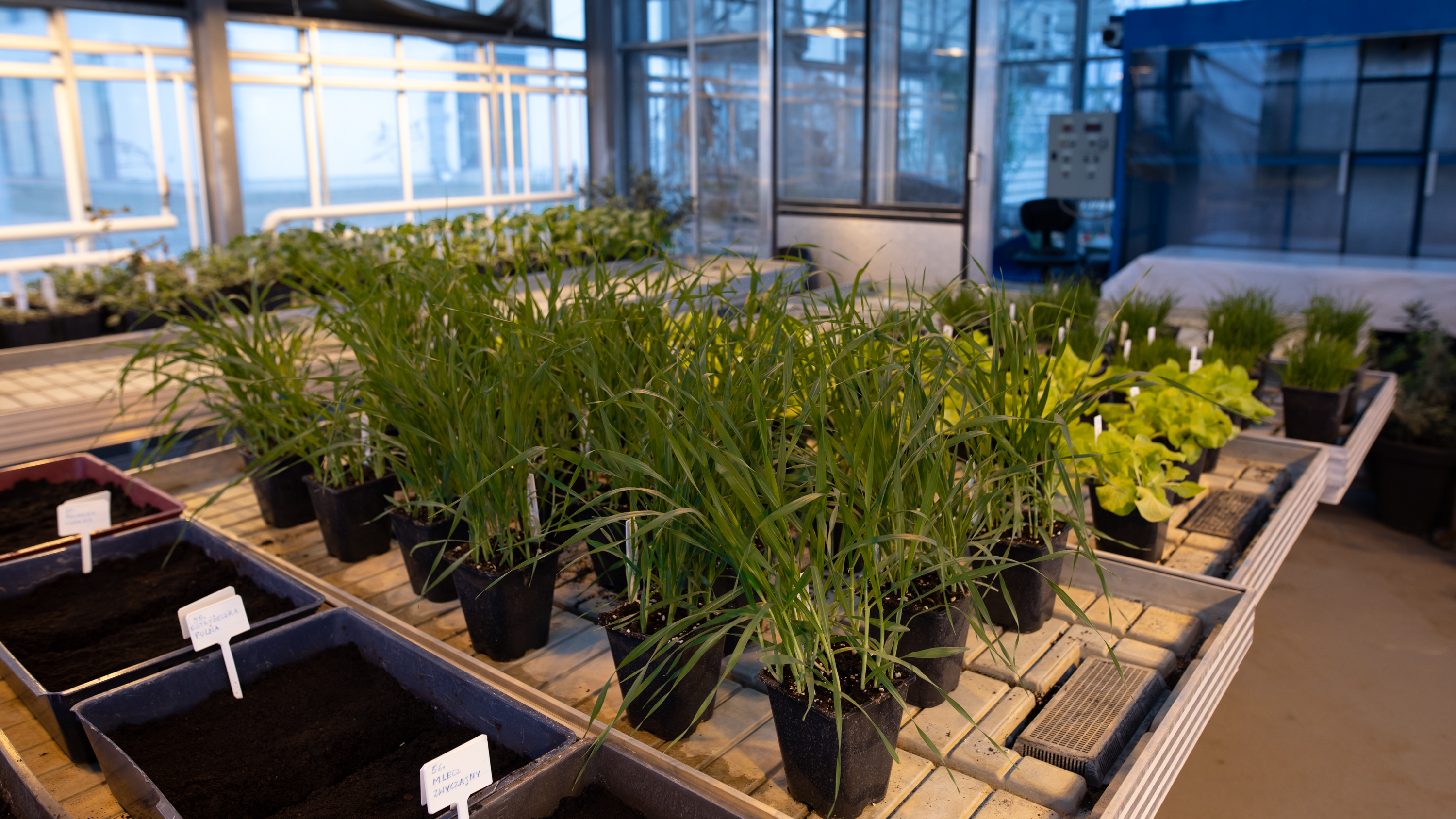 Doświadczenia szklarniowe z nawozem przeprowadzone na Uniwersytecie Przyrodniczym w Poznaniu