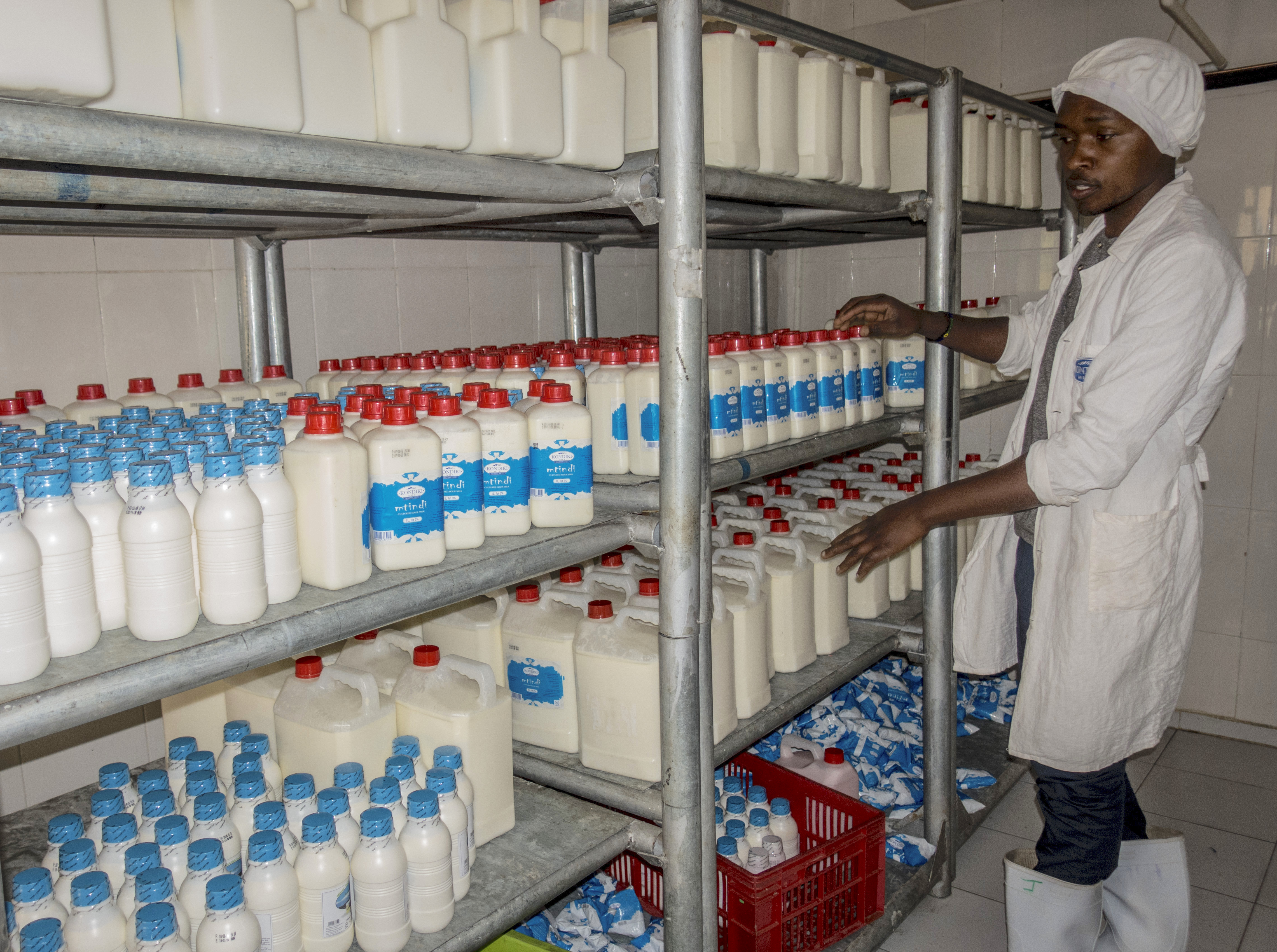 activity of a dairy cooperative on the eastern slopes of Kilimanjaro in Tanzania, photo: R.G.Zduńczyk / Poland-East Africa Economic Foundation