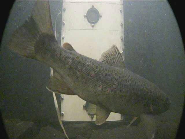 detekcja w przepławce.jpg