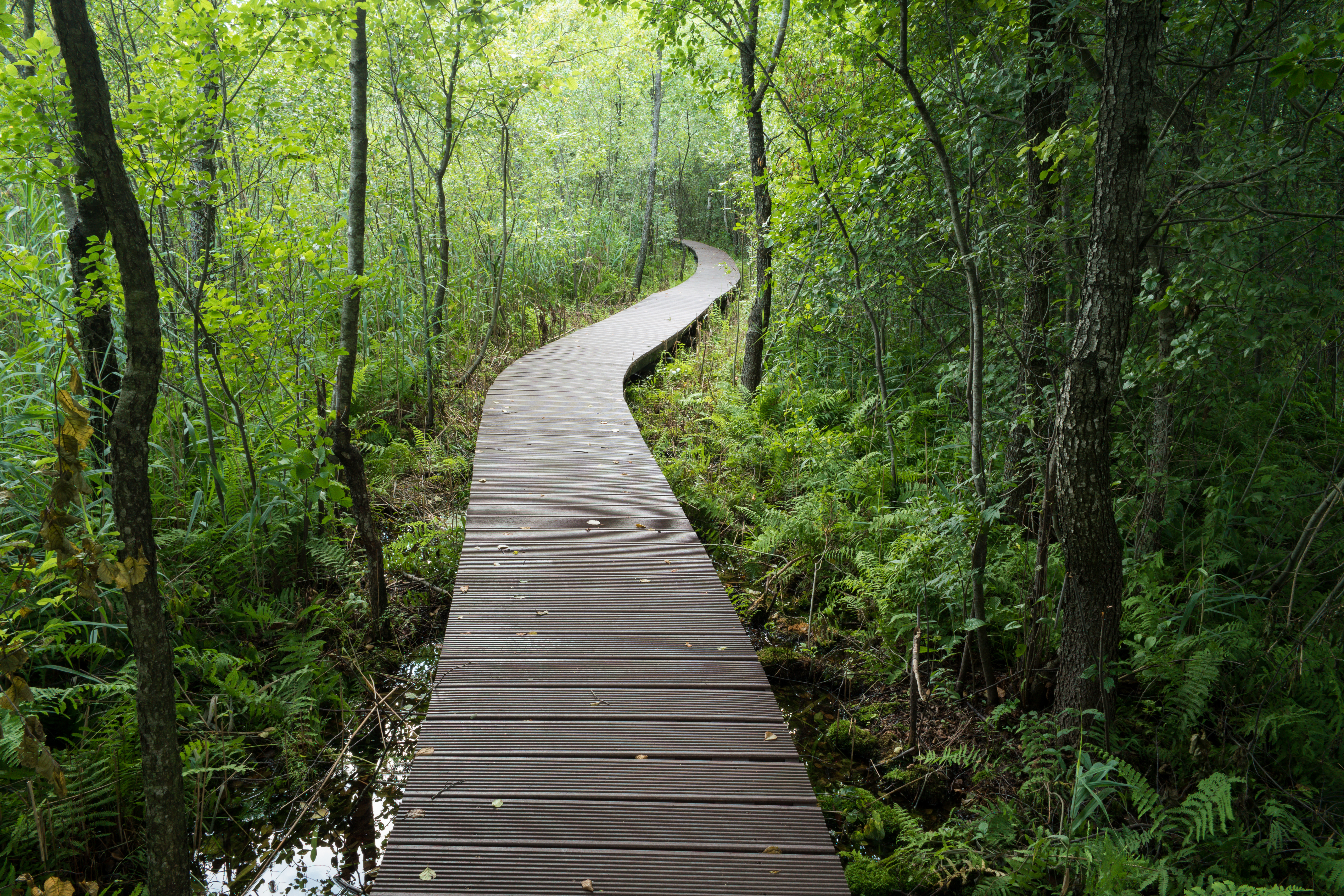 ścieżka przyrodnicza