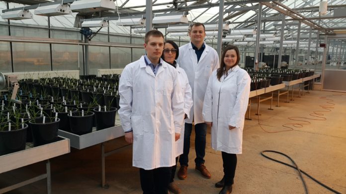 Na zdjęciu od lewej: dr Waldemar Ulaszewski; prof. dr hab. Halina Wiśniewska, kierownik Zespołu Genomiki Zbóż IGR PAN; dr hab. Michał Kwiatek prof. UPP oraz mgr inż. Jolanta Belter, specjalista.