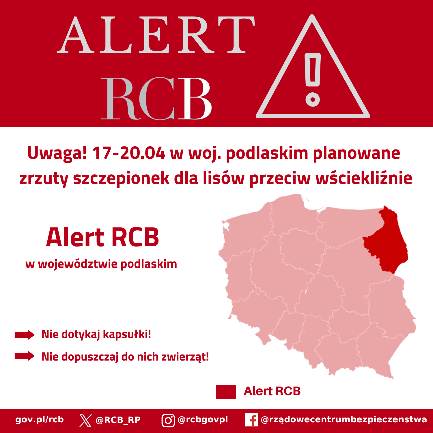Alert - szczepionka dla lisów w woj. podlaskim 17-20 kwietnia.