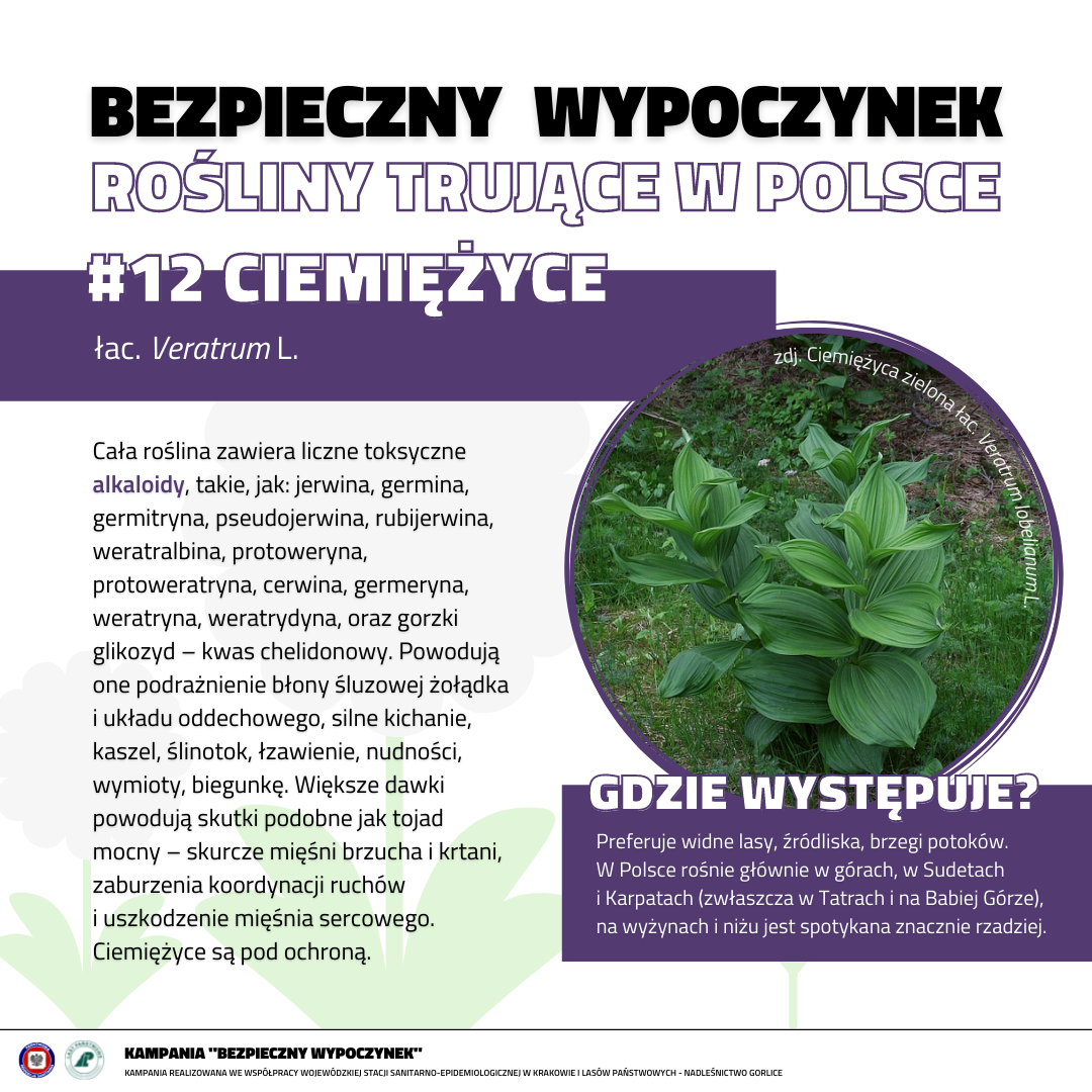 Rośliny trujące 12 CIEMIĘŻYCE