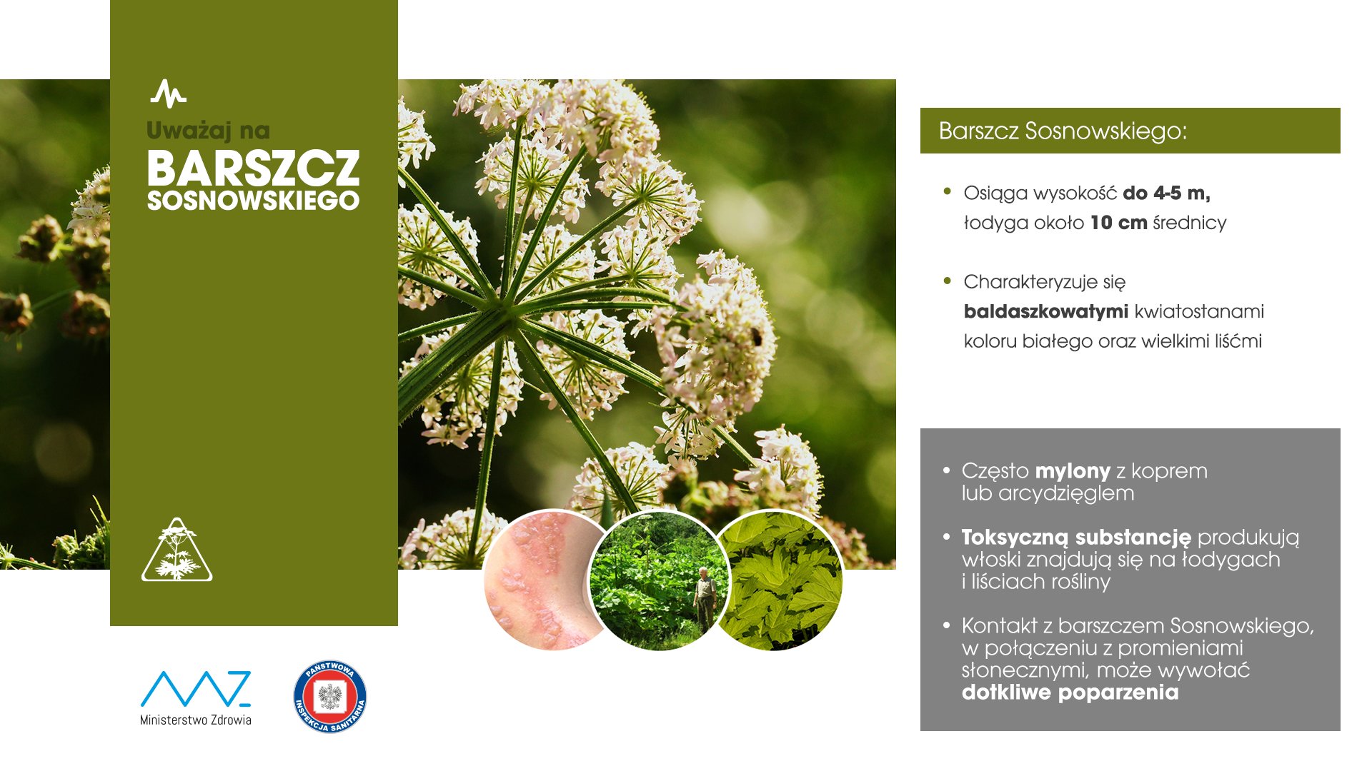 Barszcz Sosnowskiego