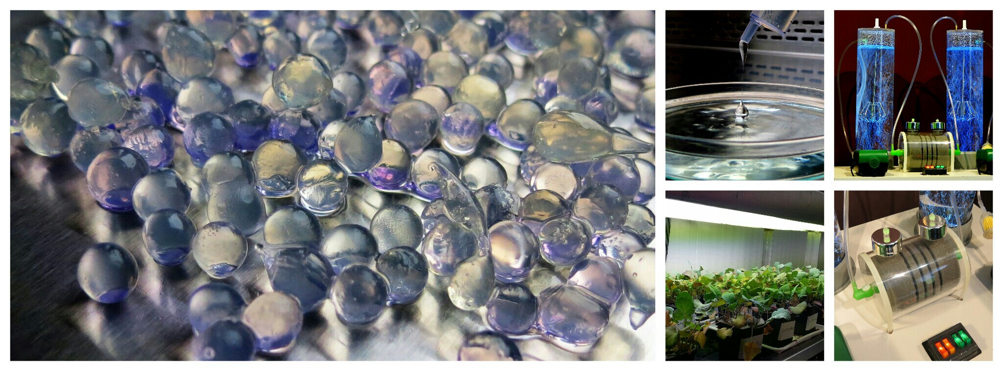 A collage of five photos showing the process in the laboratory. Finally, the preparation goes to small pots with plants