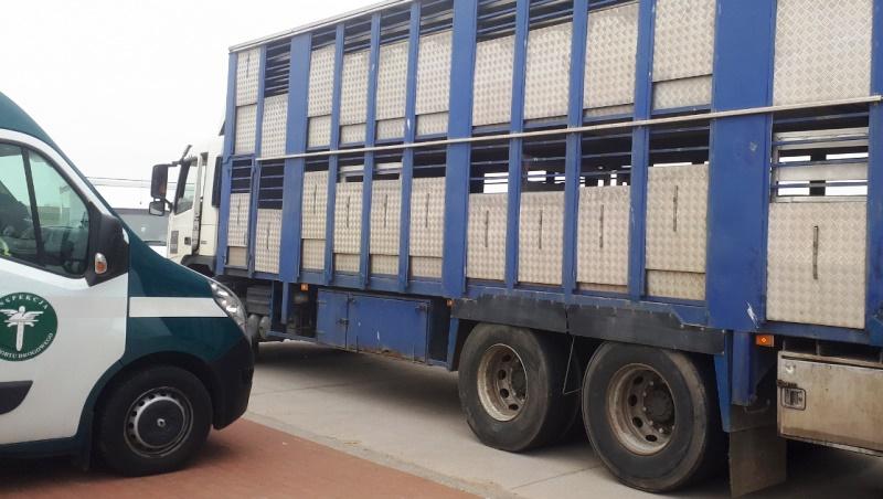 W Tykocinie inspektorzy ITD i lekarze weterynarii kontrolowali ciężarówki przewożące zwierzęta. 