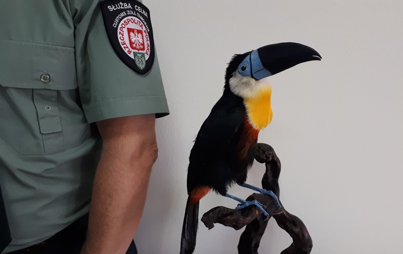 spreparowany tukan żółtogardły