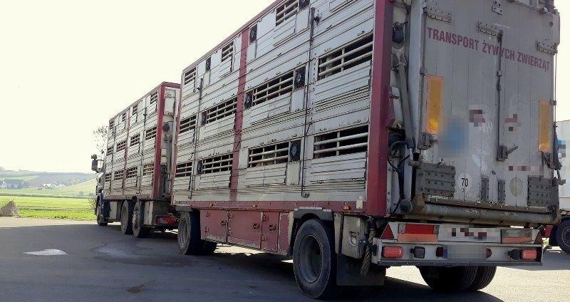 Ciężarówka z przyczepą do przewozu zwierząt