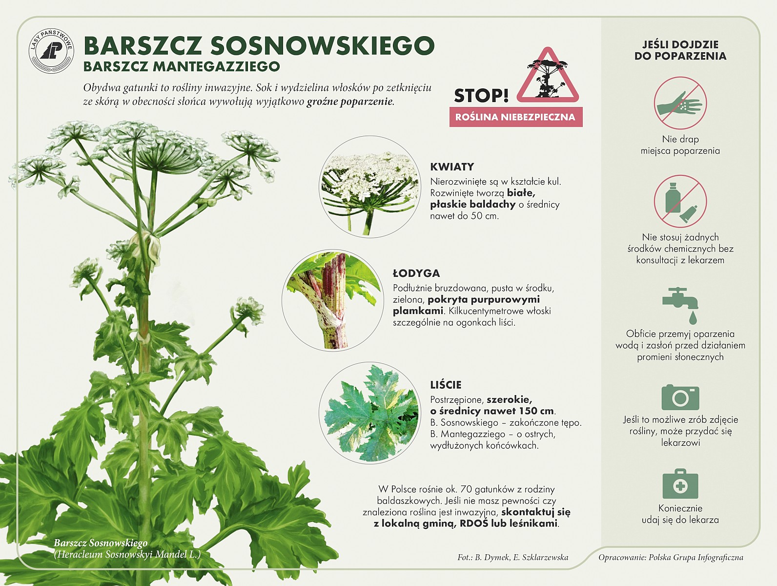 Informacje o barszczu Sosnowskiego, roślina niebezpieczna.