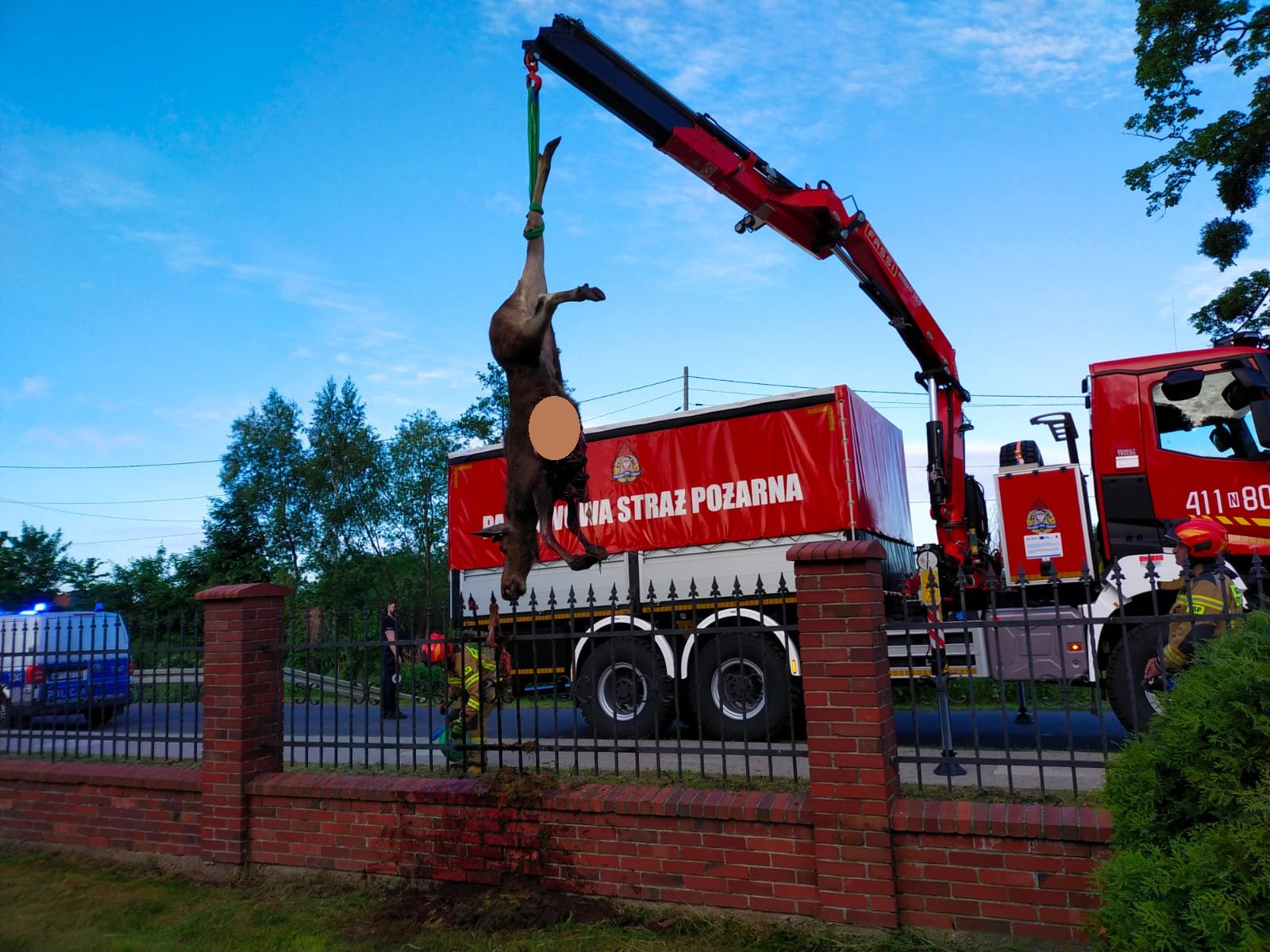 Martwy łoś na ogrodzeniu 