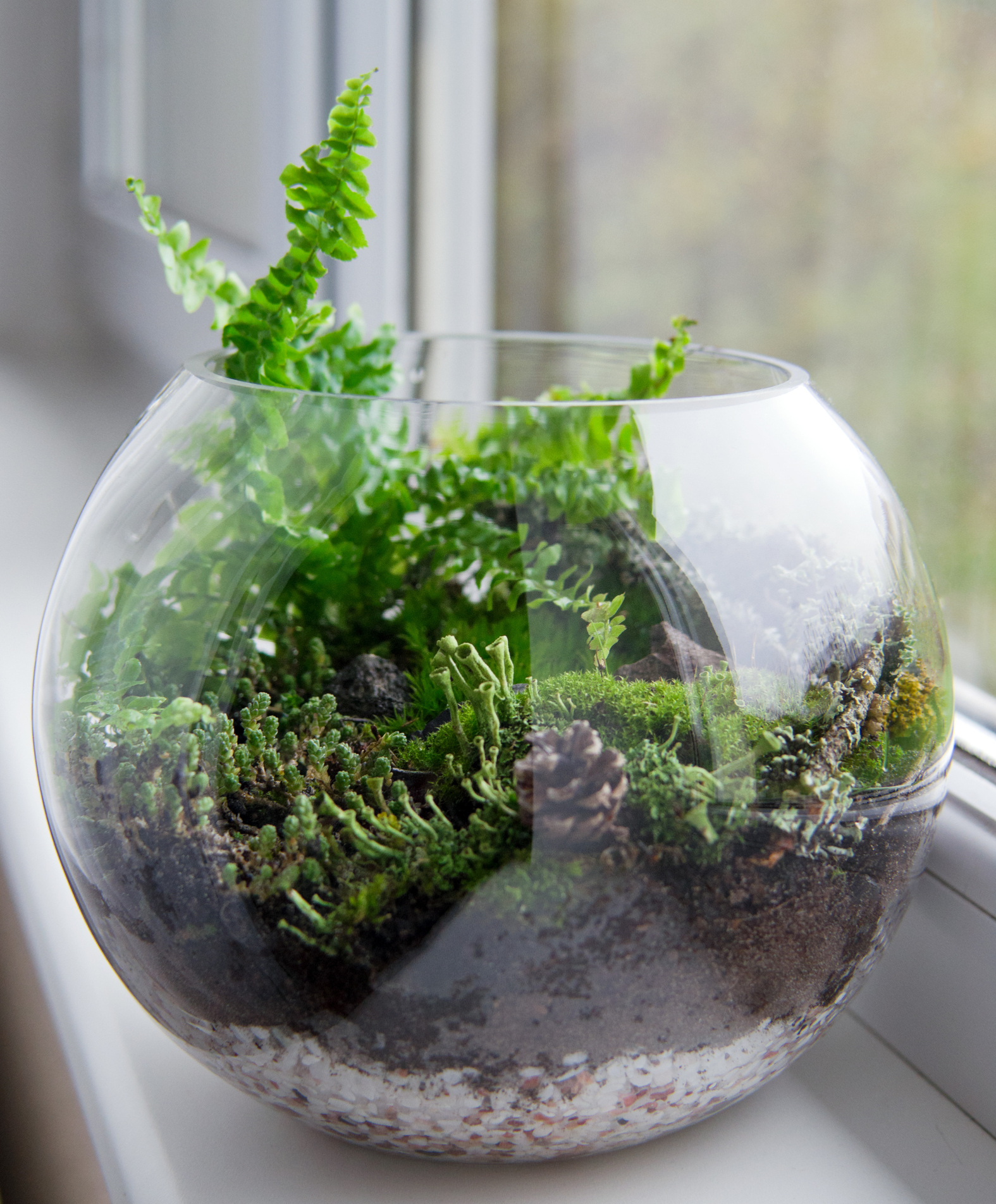 Na parapecie w szklanej kuli rosną paproć, mech i inne rośliny.