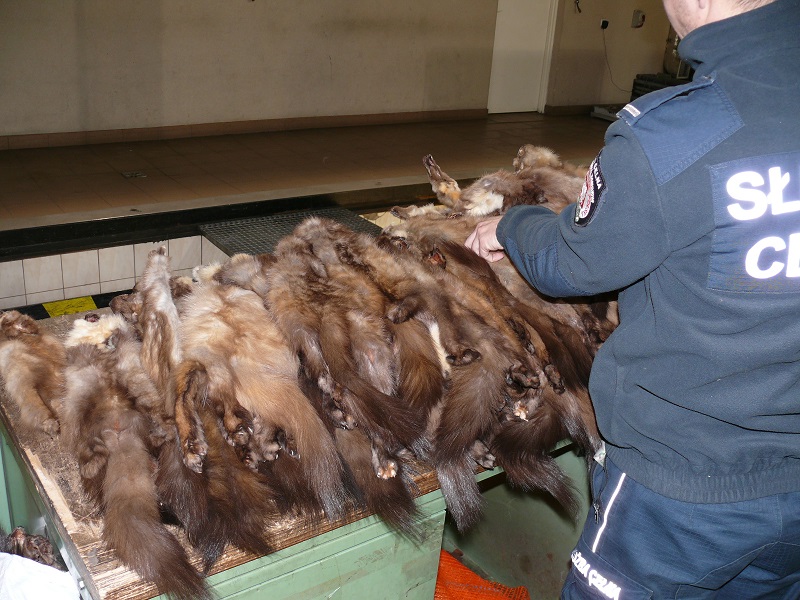 Skóry chronionych zwierząt